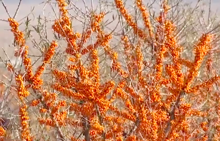 內(nèi)蒙古生態(tài)治理