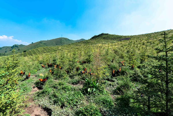 貴州銷售沙棘種植產(chǎn)地