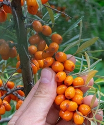 沙棘種植技術