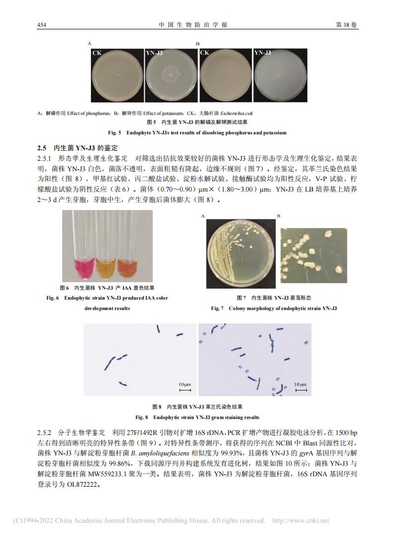 燕麥內(nèi)生細(xì)菌YN-J3的分離鑒定及防病促生作用研究_王海霞_07.jpg